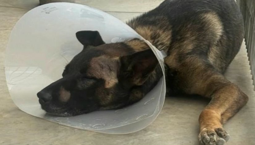 Suspect stabs San Diego sheriff's K-9 during burglary arrest